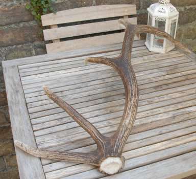 Shed Red Stag Antler